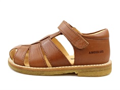 Angulus